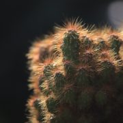 bisnis sewa tanaman hias. mufid-majnun-unsplash