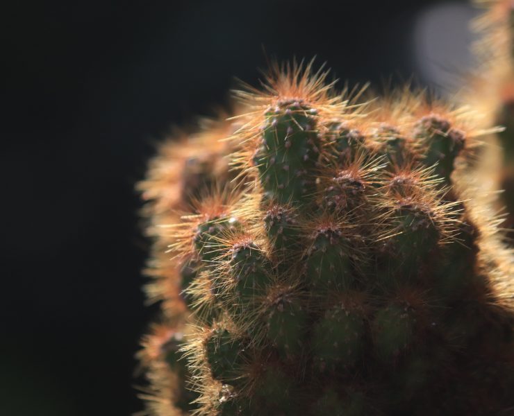 bisnis sewa tanaman hias. mufid-majnun-unsplash