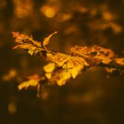 kristijan-arsov-unsplash