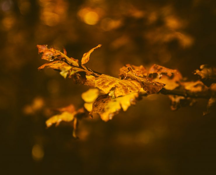 kristijan-arsov-unsplash