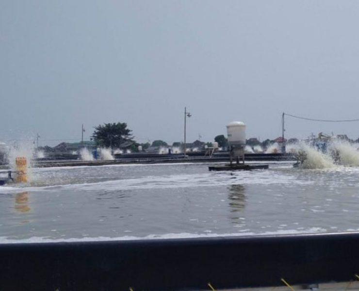 Tambak udang di Kabupaten Jepara, Jawa Tengah. (Ilustrasi) (ANTARA:Akhmad Nazaruddin Lathif)