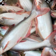 Resep Masakan Ikan Patin untuk Penuhi Nutrisi Keluarga