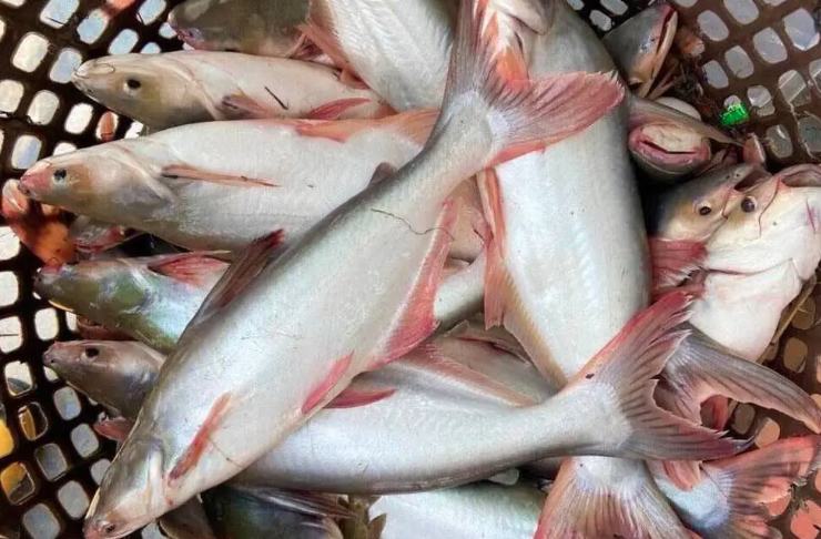 Resep Masakan Ikan Patin untuk Penuhi Nutrisi Keluarga