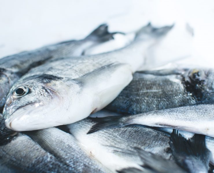 Oleh-Oleh Olahan Ikan Laut yang Menggugah Selera dari Berbagai Daerah di Indonesia-jakub-kapusnak-vLQzopDRSNI-unsplash