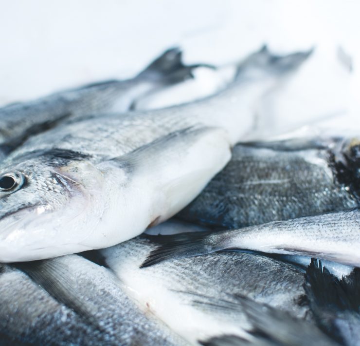 Oleh-Oleh Olahan Ikan Laut yang Menggugah Selera dari Berbagai Daerah di Indonesia-jakub-kapusnak-vLQzopDRSNI-unsplash